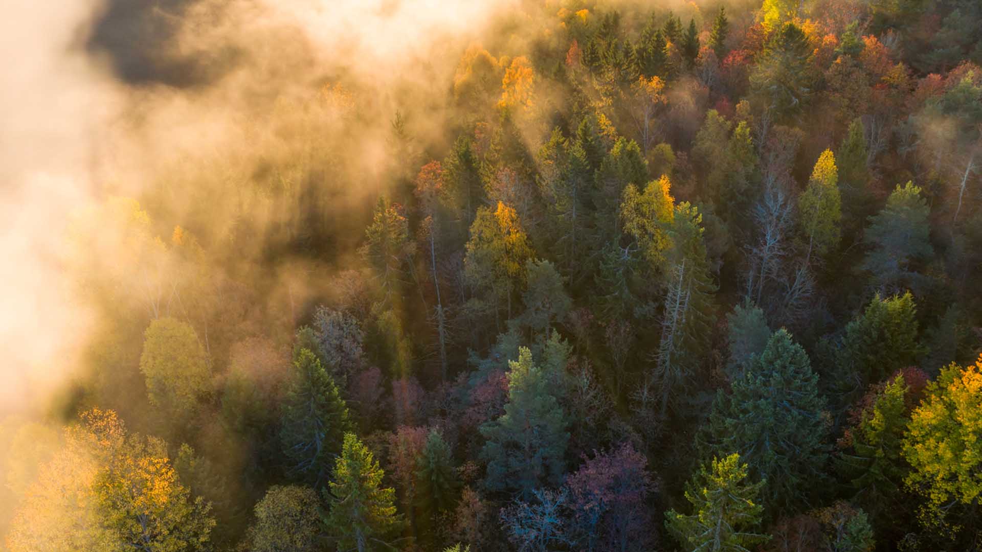 vista aerea di una foresta con nebbia