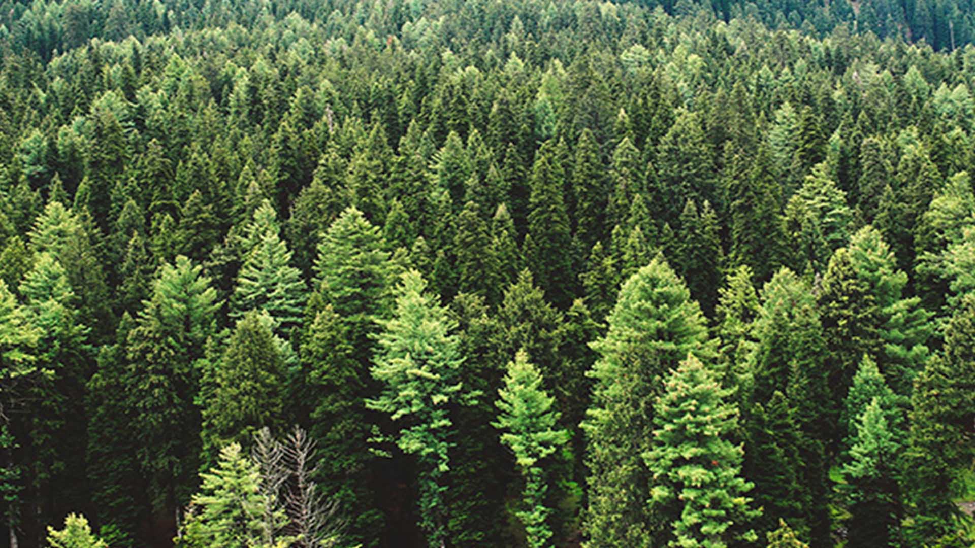 una foresta con tanti alberi