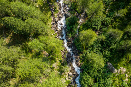 un ruscello che scorre attraverso una foresta