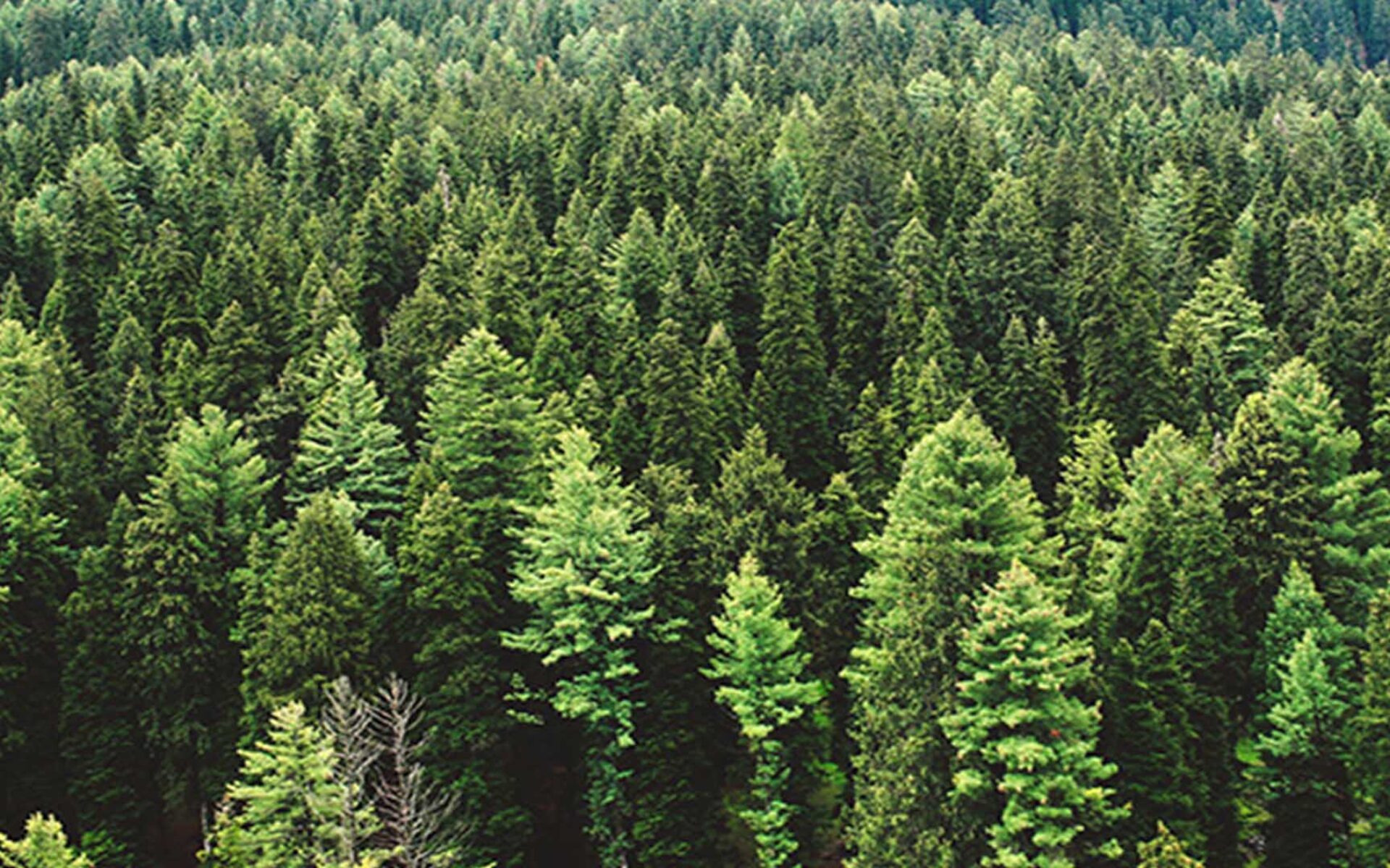 una foresta con molti alberi